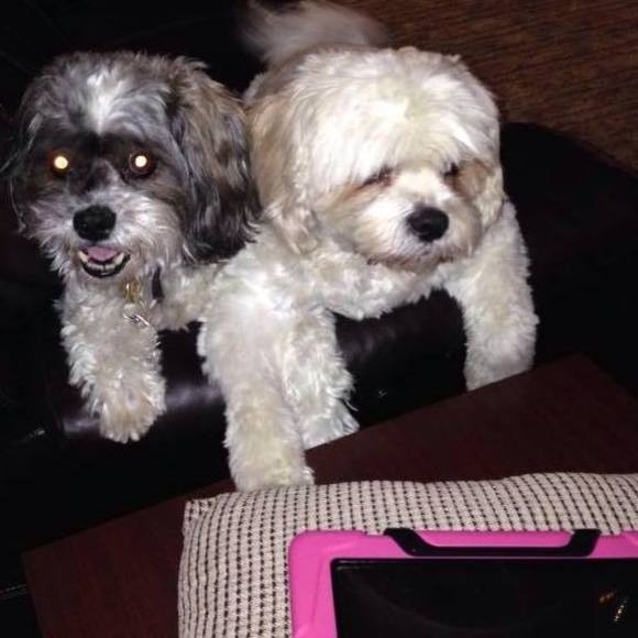 Meet your Posher, Laura - Picture 1 of 1